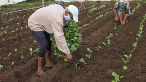 0-11-tabaco-espirituano-2.jpg