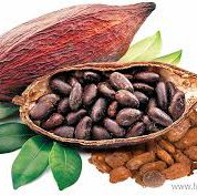 cacao.jpeg